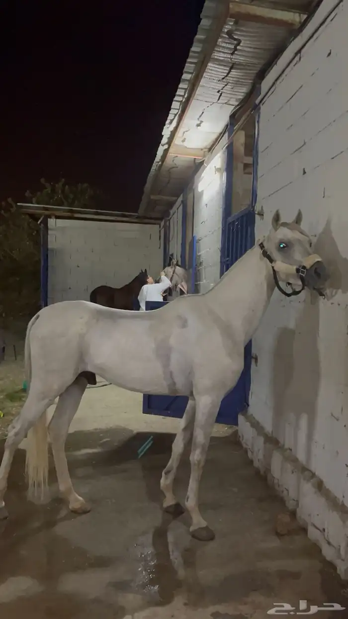 حصان شعبي فاخرر 1