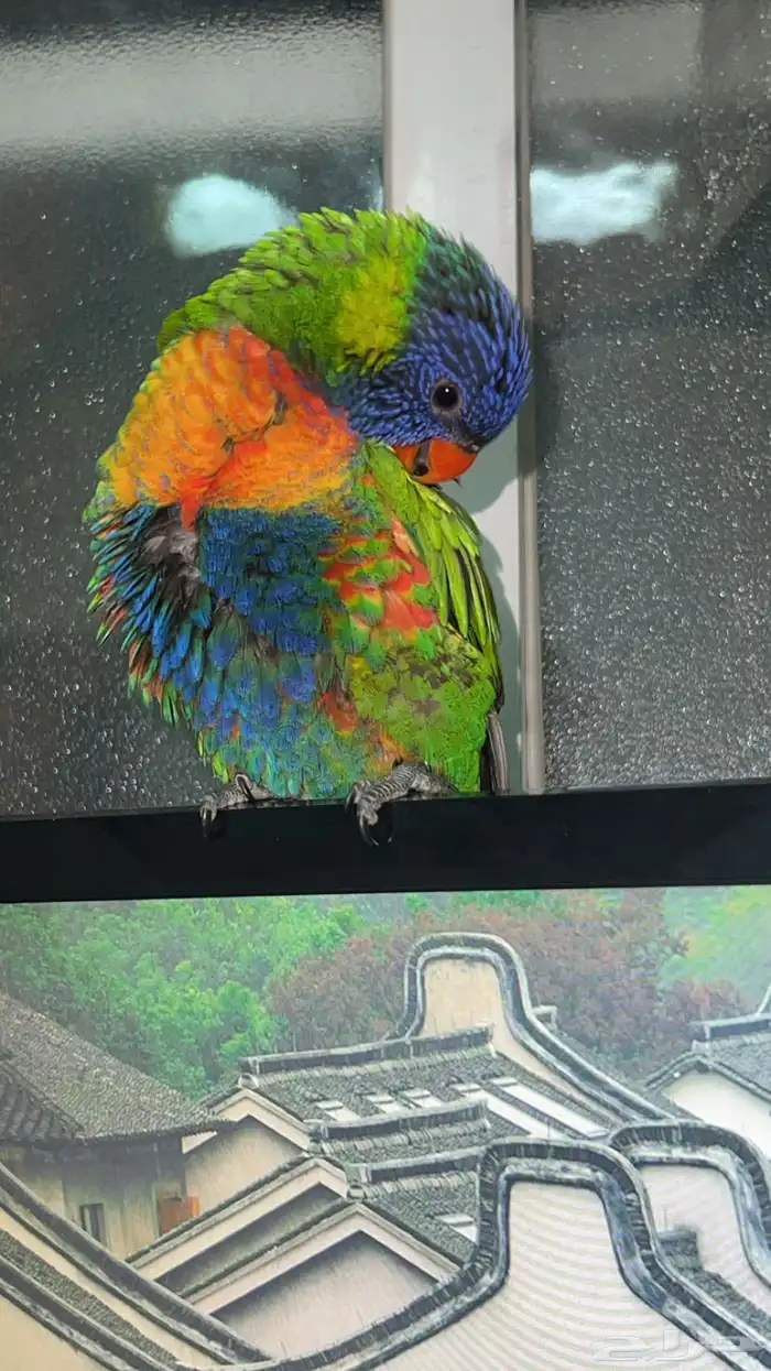 ببغاء لوري 0