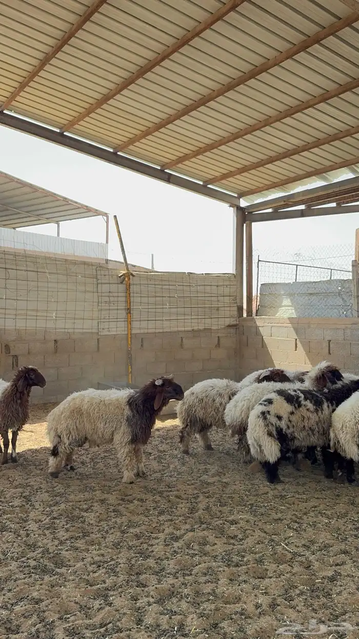 خرفان ورخال نعيم 1