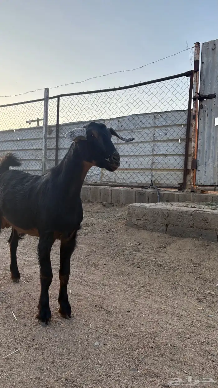 تيس سمين عمره تقريبا  سته اشهر 8
