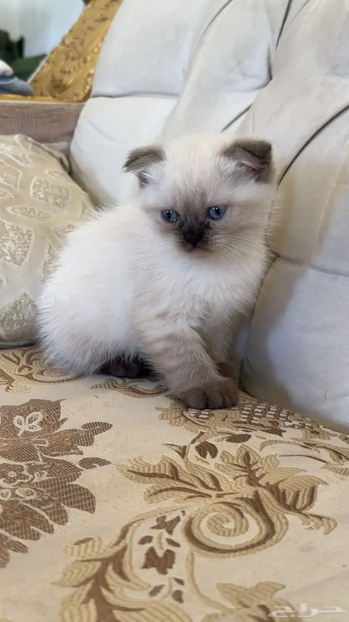 قط سكوتش ذكر العمر شهرين للبيع 0