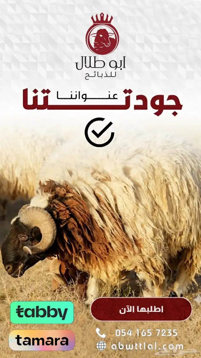 مع ابو طلال للذبائح...الطعم غير 3