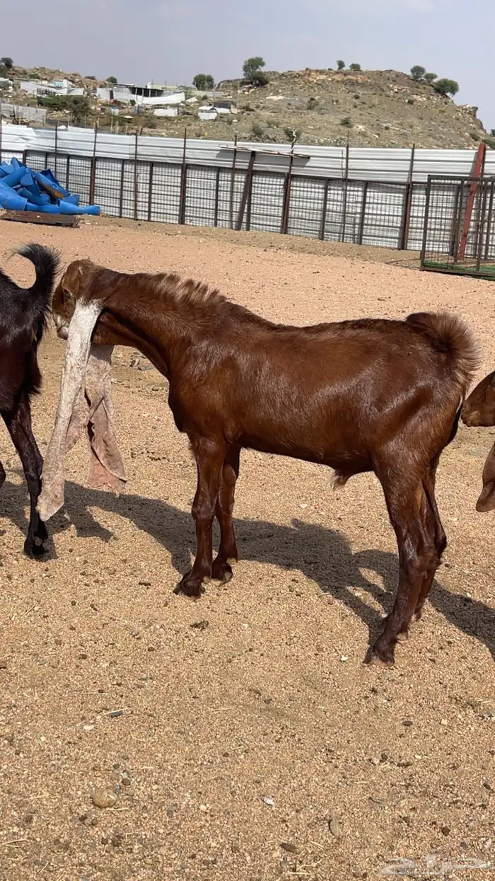 تيس هولندي صنف 0