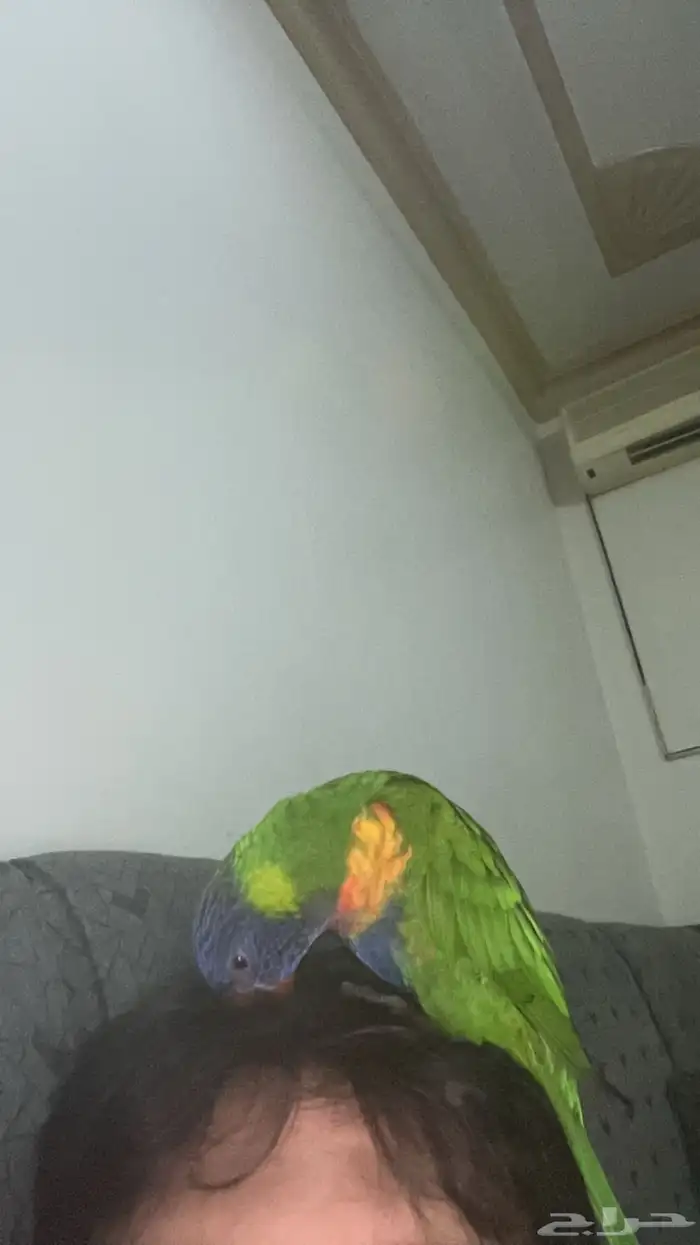 ببغاء لوري 3