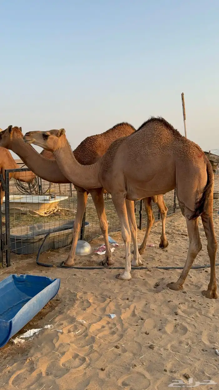 للبيع بكار حمر دم عدد 2 جذعات مشروطات 6