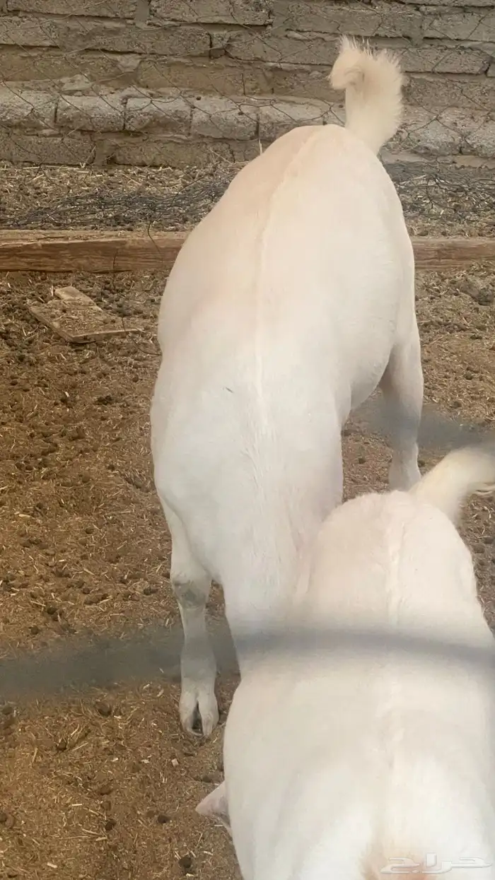 تيس بيشي مخصي فل شحم 4