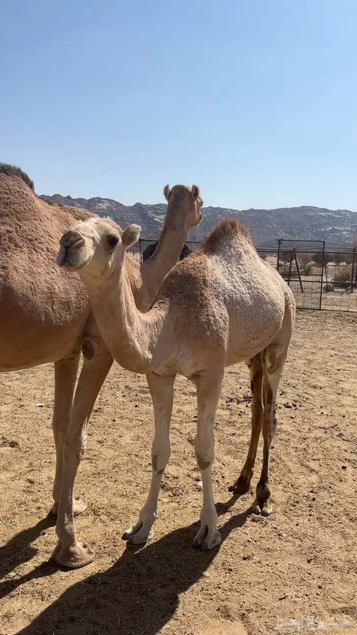 ناقه عشرا ولدها مفرود 1