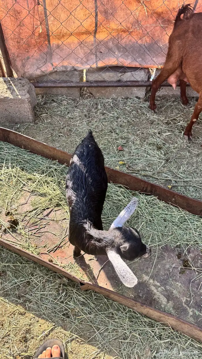 عنز والد 2