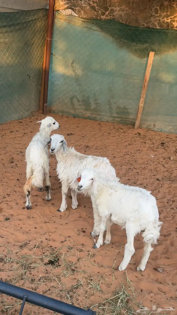 طلي ورخلين. طيبة 0