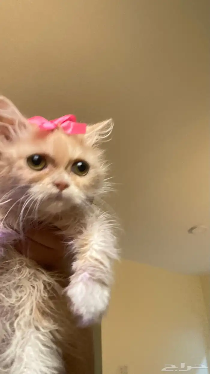 قطه صغيره للتبني 0