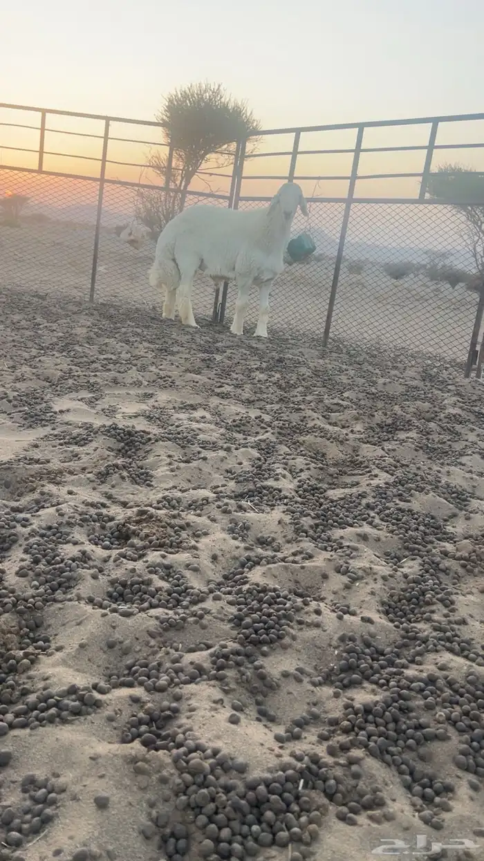 مشروع فاخر صنف ابوه ولد اليورو من حلال صالح زويد الوذيناني 4