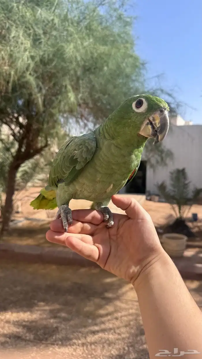 ببغاء امزوني 0