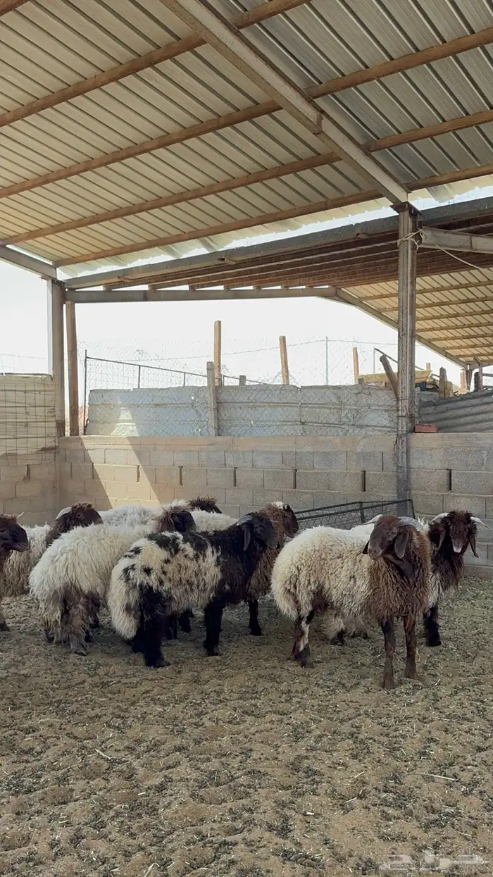 خرفان ورخال نعيم 0