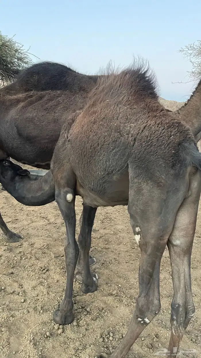 حاشي للبيع لباني 0