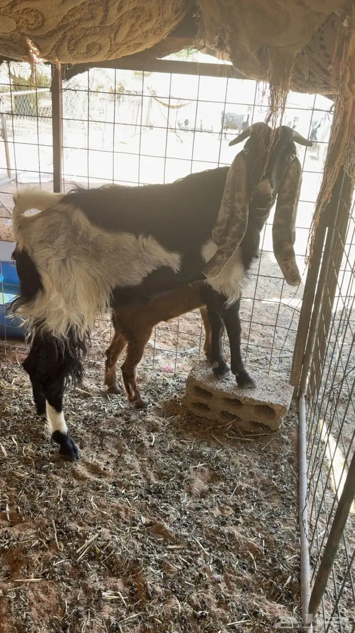 عنز تحته عناق 4