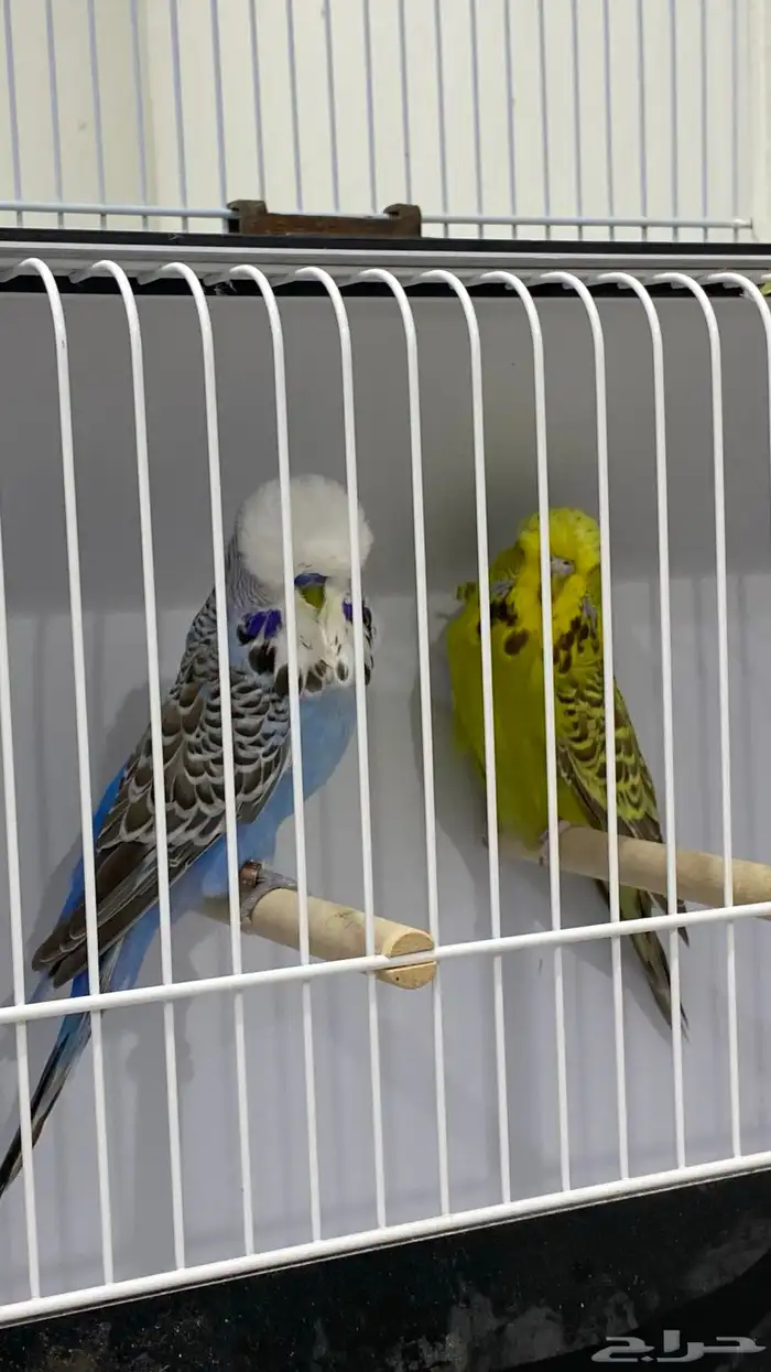 جوز انقليزي 4