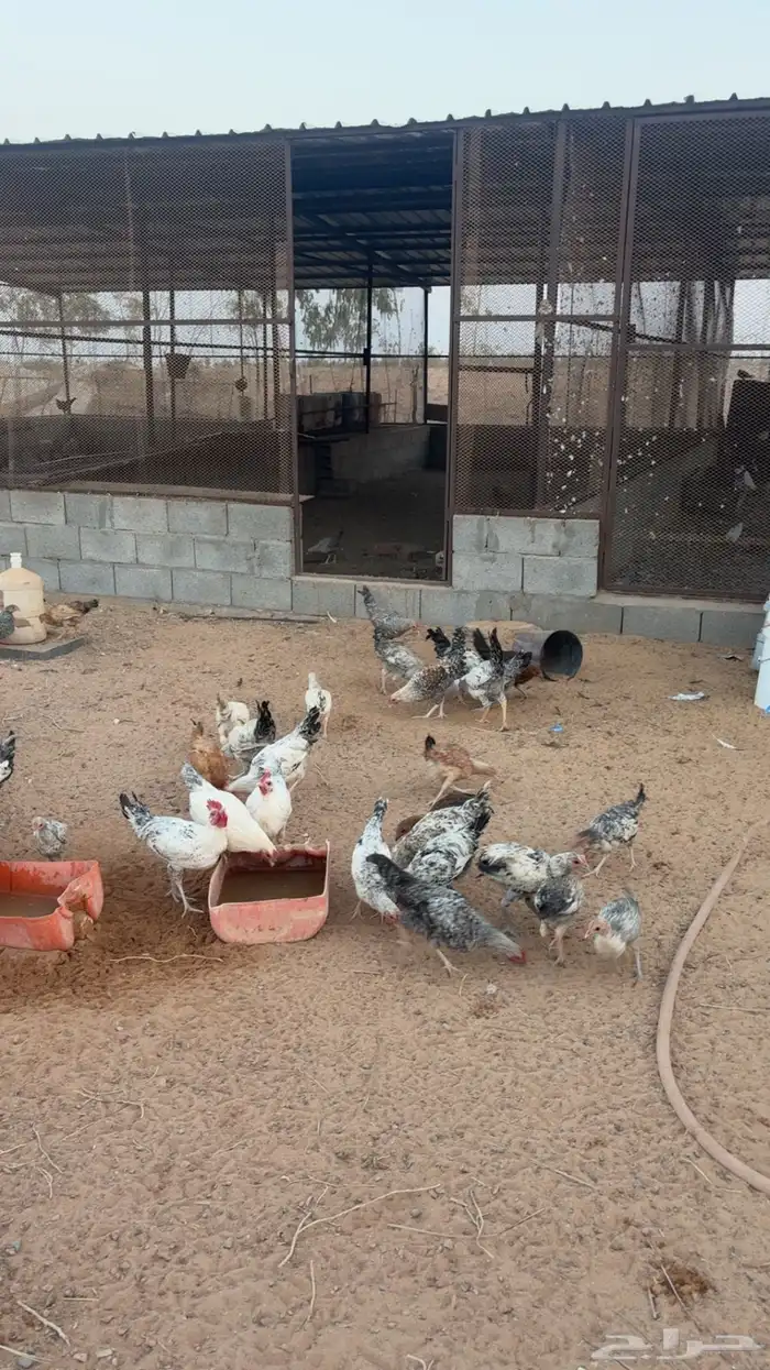 دجاج منوع فيومي وبلدي ومهجن 0