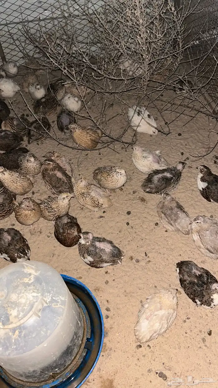 فري - سمان للبيع 3