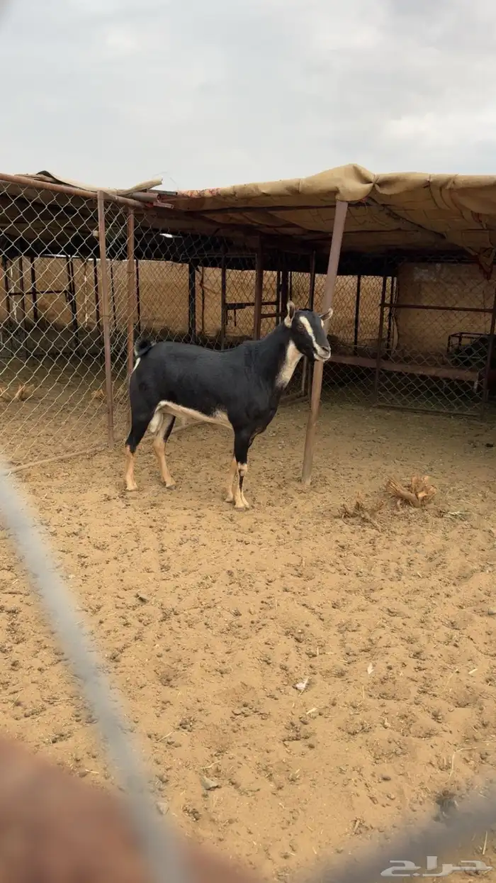 تيس احو صنف رباع 0
