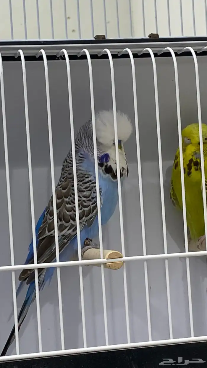 جوز انقليزي 1