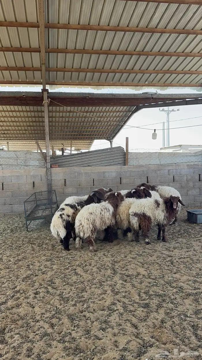 خرفان ورخال نعيم 5