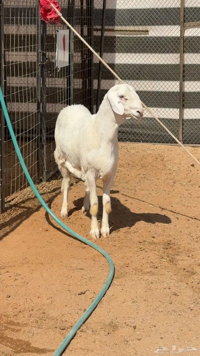 طلي حري صنف 1