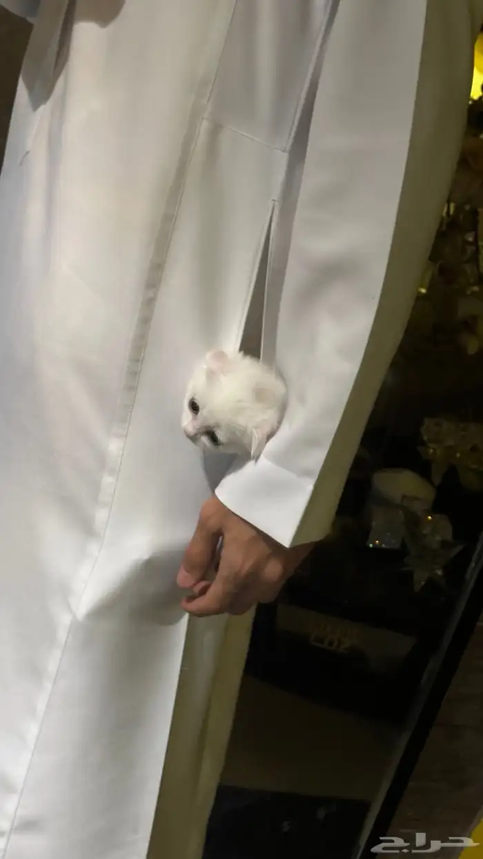قطتين سكوتش للبيع 3