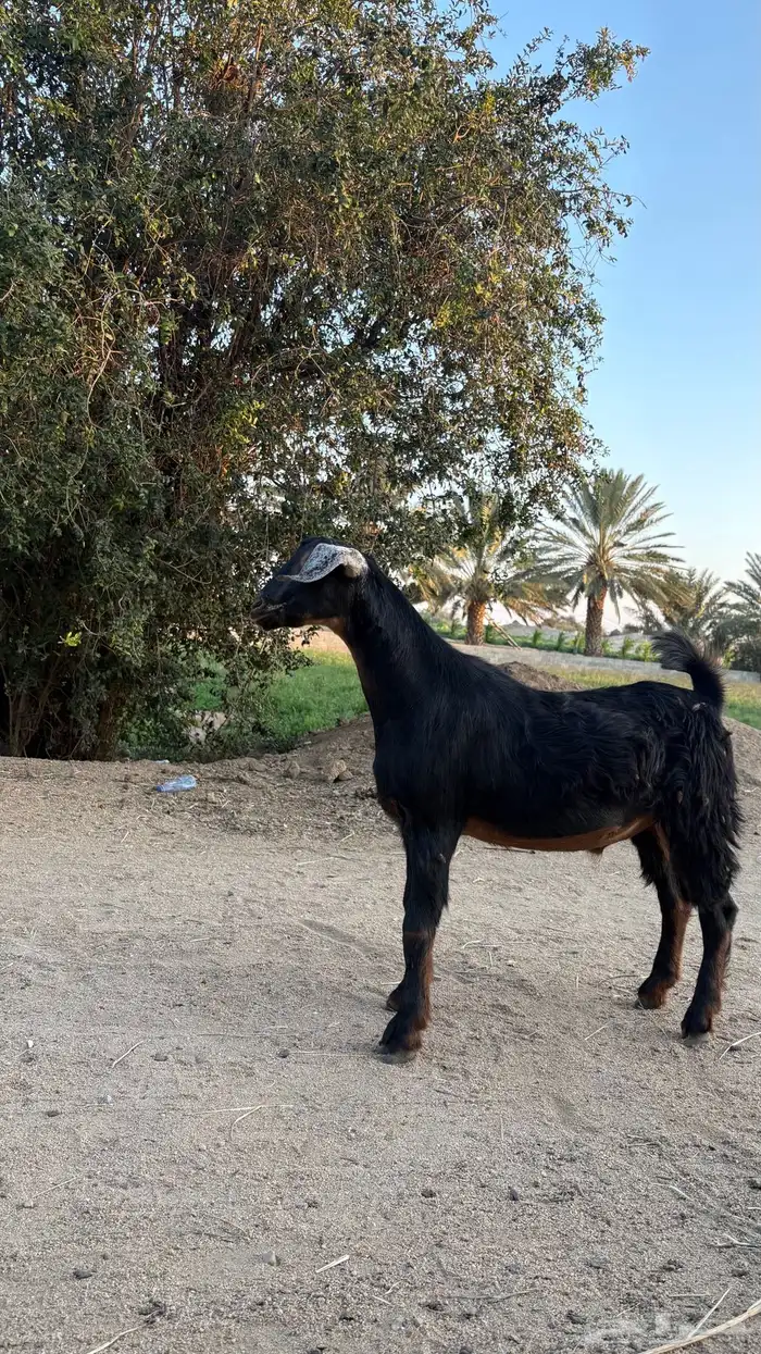 تيس سمين عمره تقريبا  سته اشهر 4