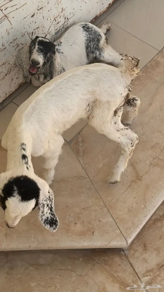 ماعز جفار تيوس 1