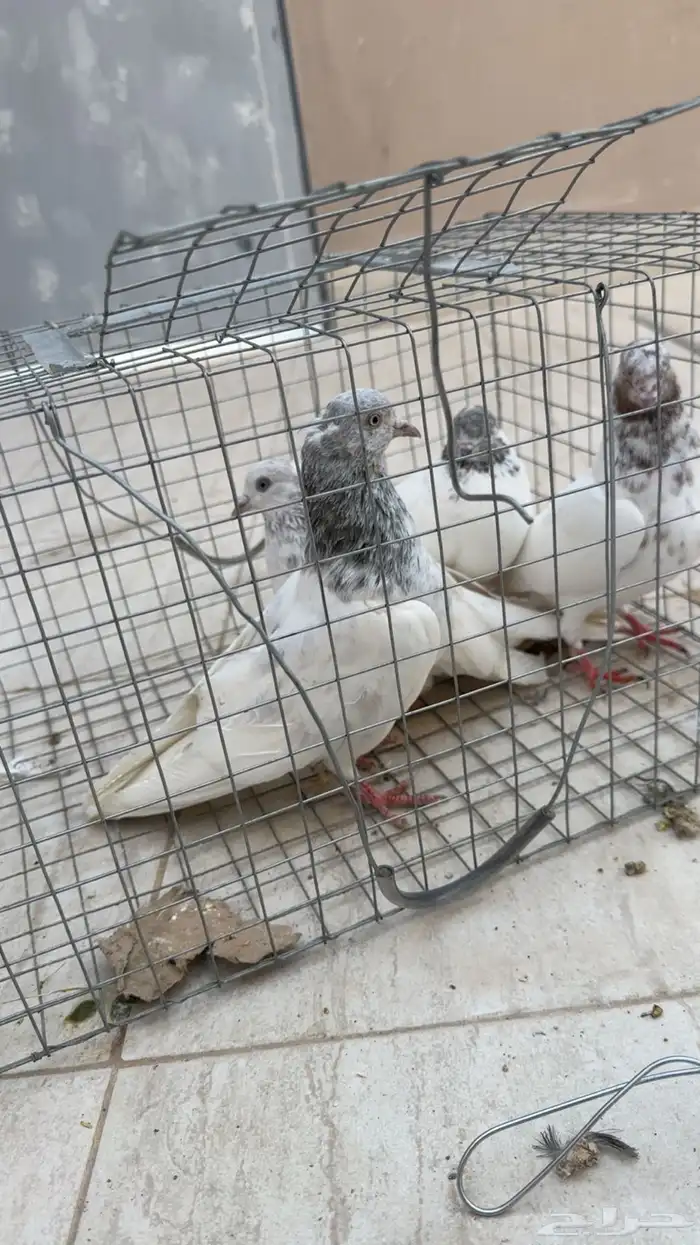 حمام باكستاني 1