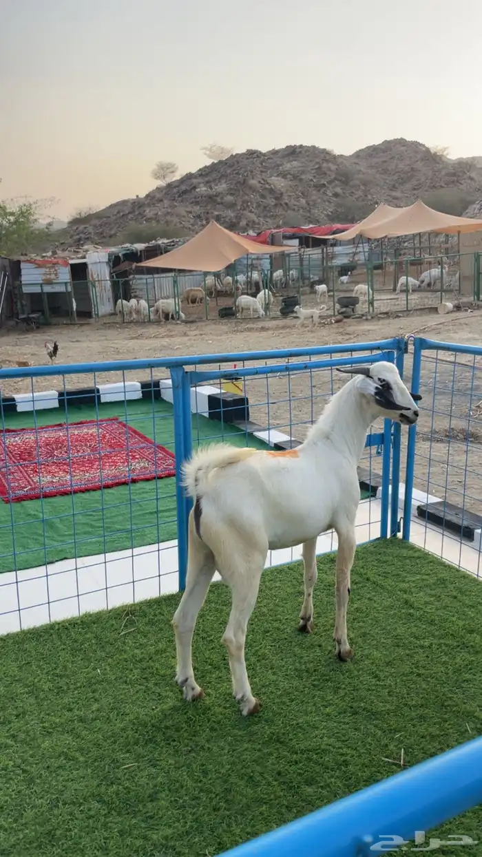 للبيع تيس بيشي 1