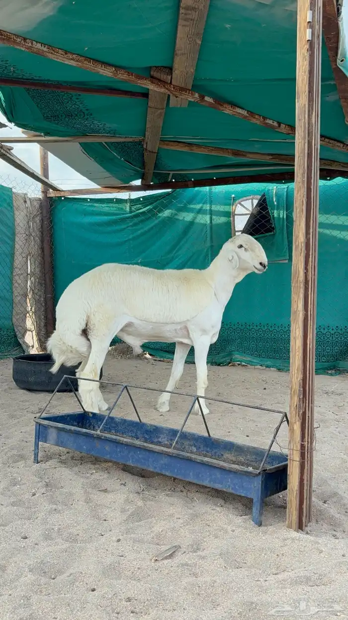 مشروع فحل من مراح معروف 2