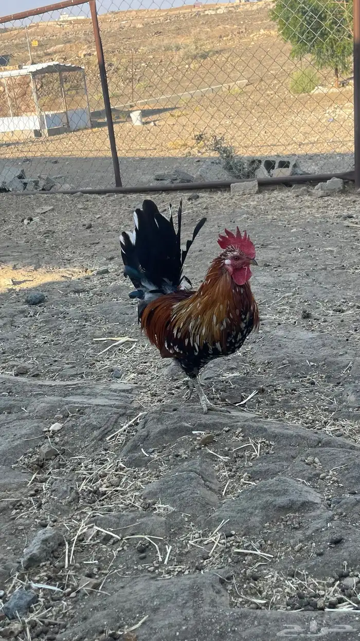 دجاج عربي ( ماكنتوش ) 5