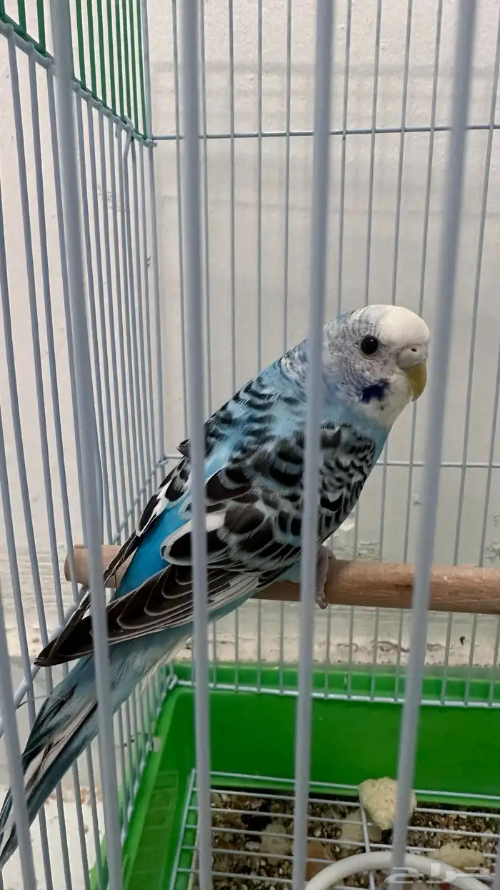 للبيع انثى بادجي 0