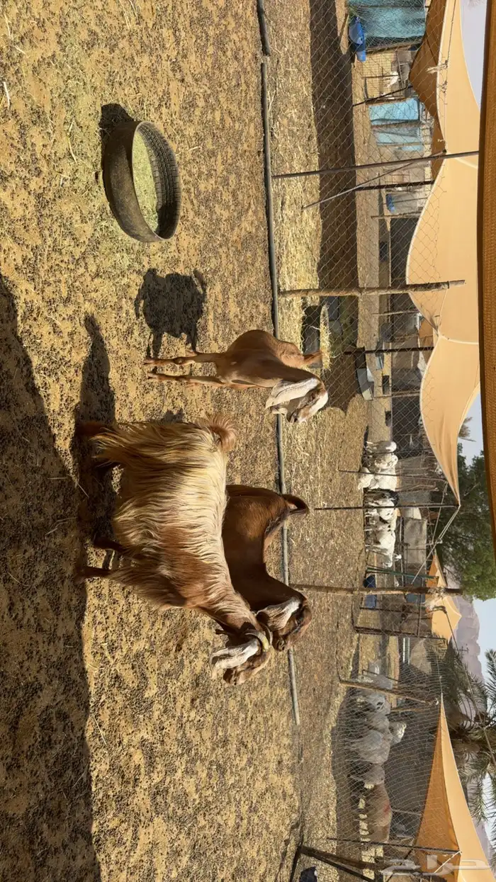 معزى دفيع طيبه 0