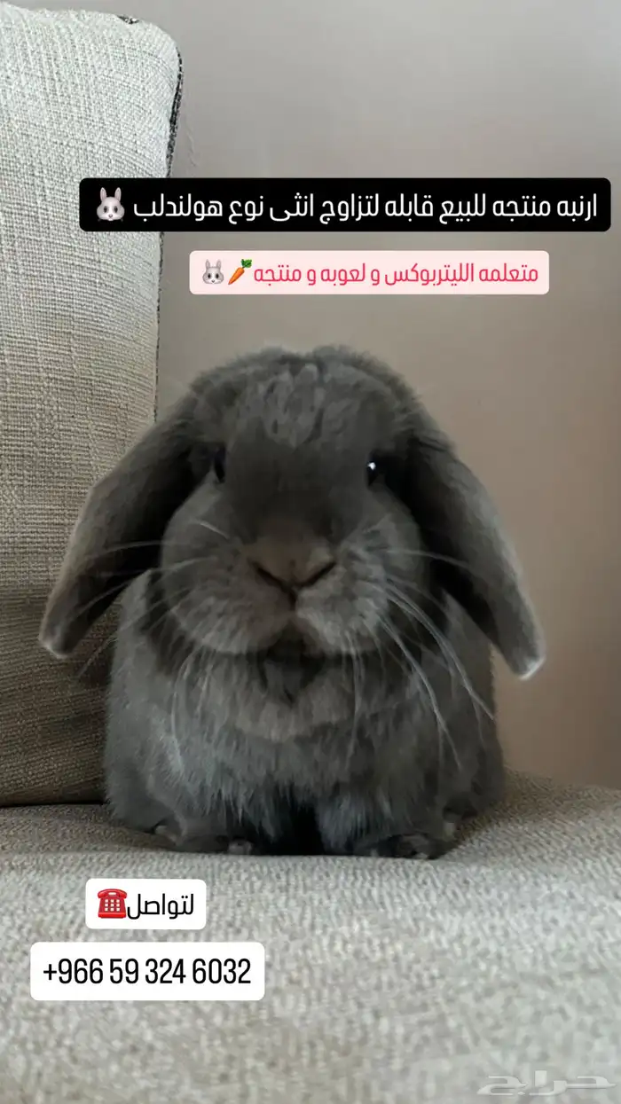 ارنب هولندلب انثى منتجه 1