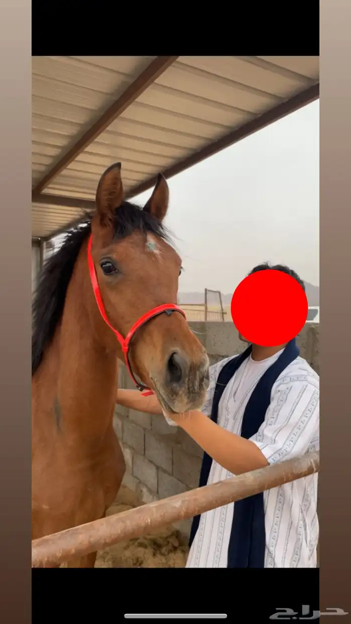 مهره في عفيف 0