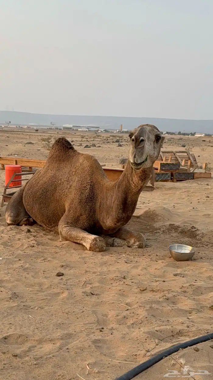 عرض نادر وفاخر للبيع بعير باتلي رباع ابوة الحاكم مشروط 11
