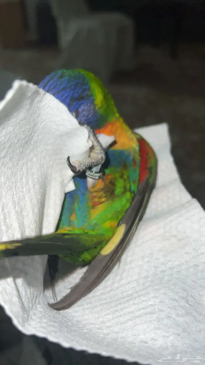 ببغاء لوري 2