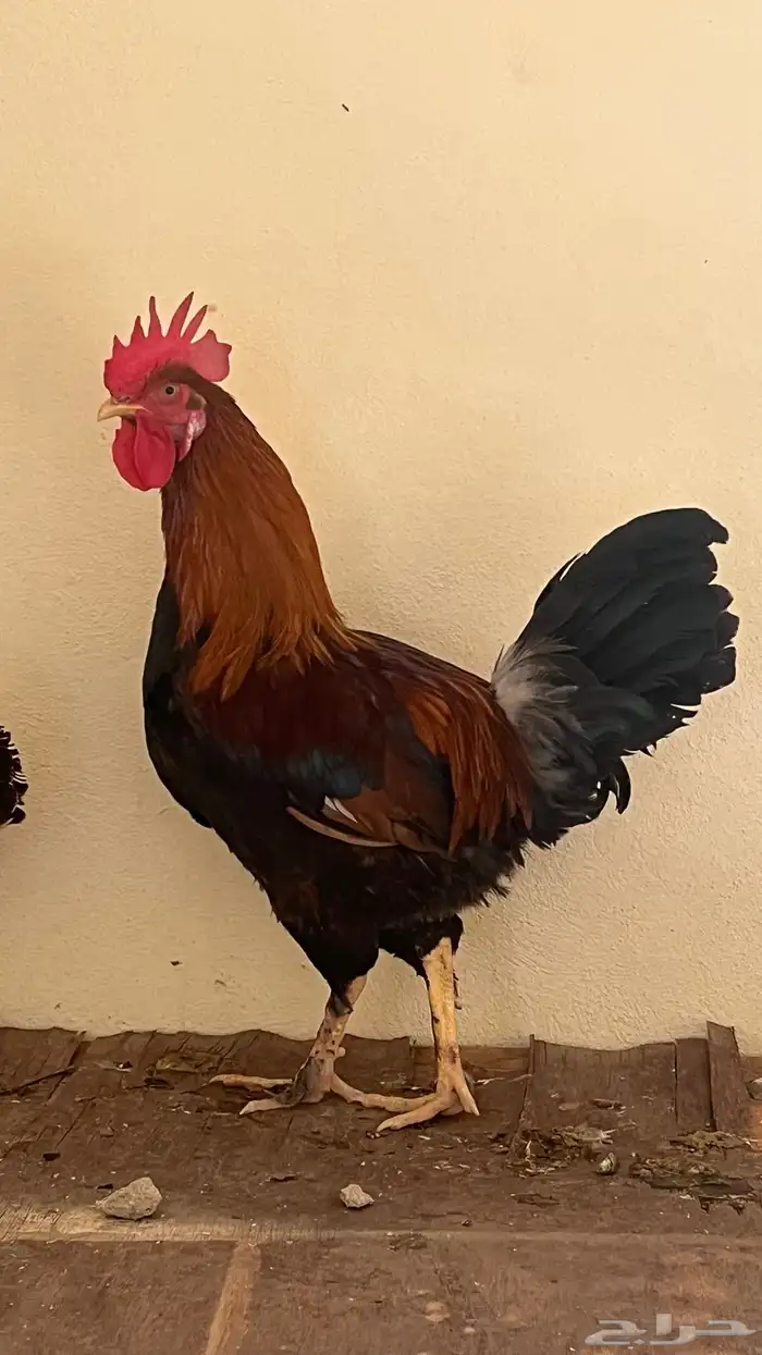 ديك بلدي كفو ياضرب 0