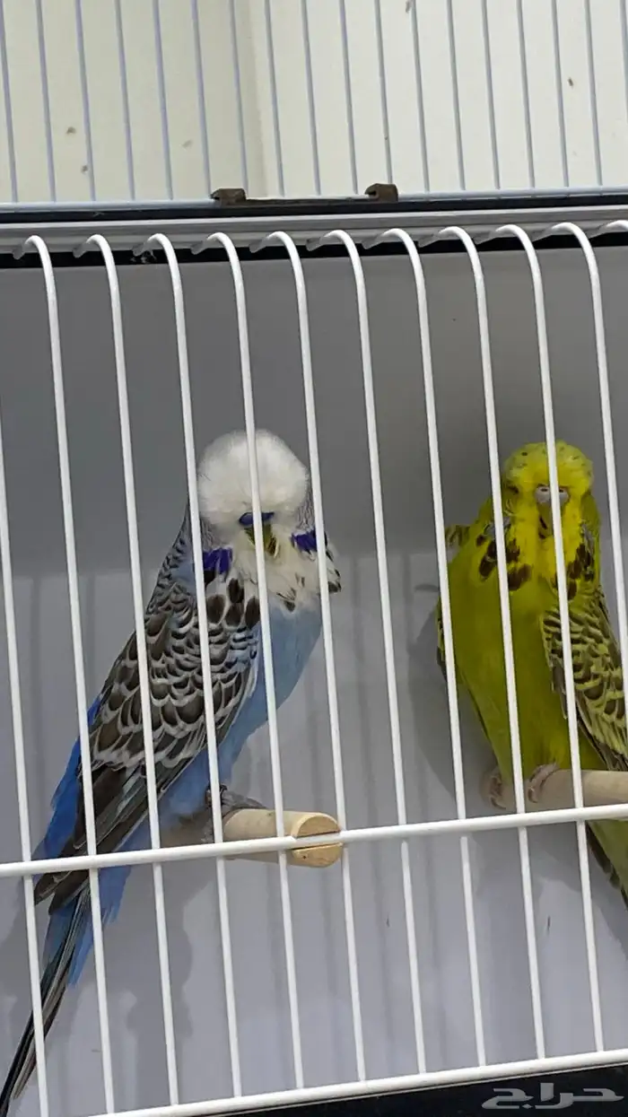 جوز انقليزي 0