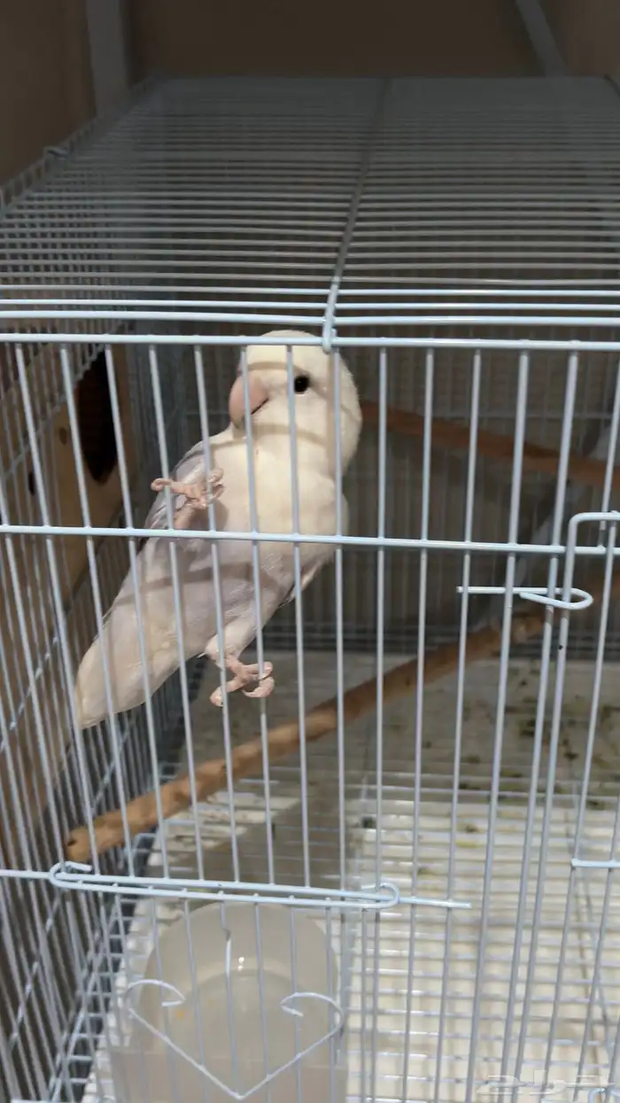 زوج روز منتج 2