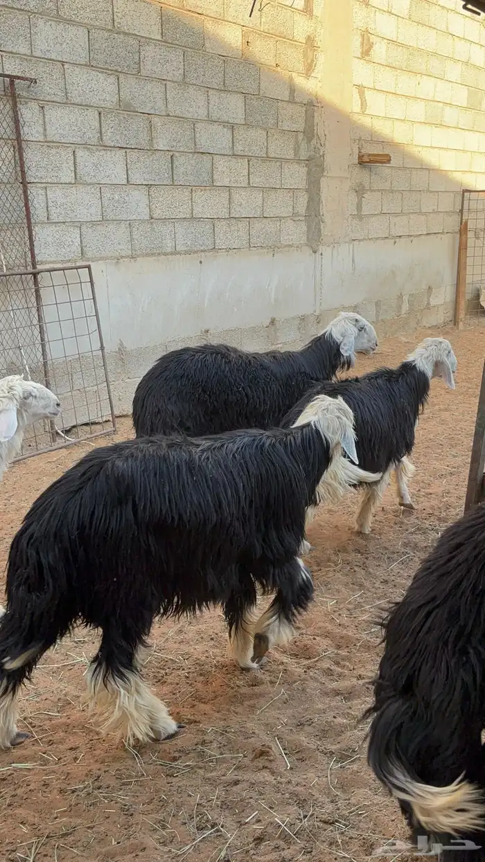 خرفان نجد ب 1350 14