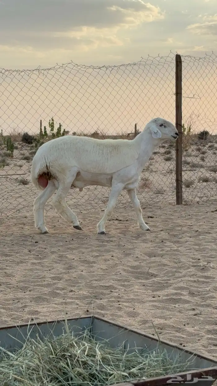 مشروع فحل من مراح معروف 3