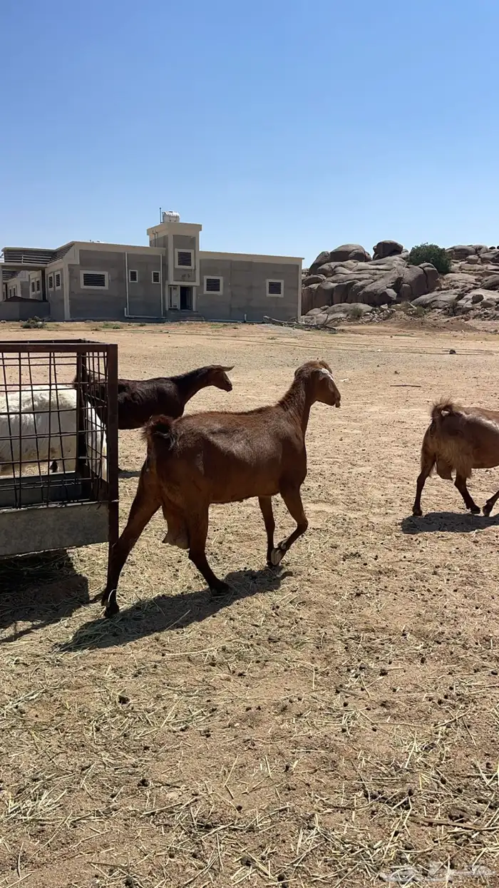 عنز حايل فل شحم 2