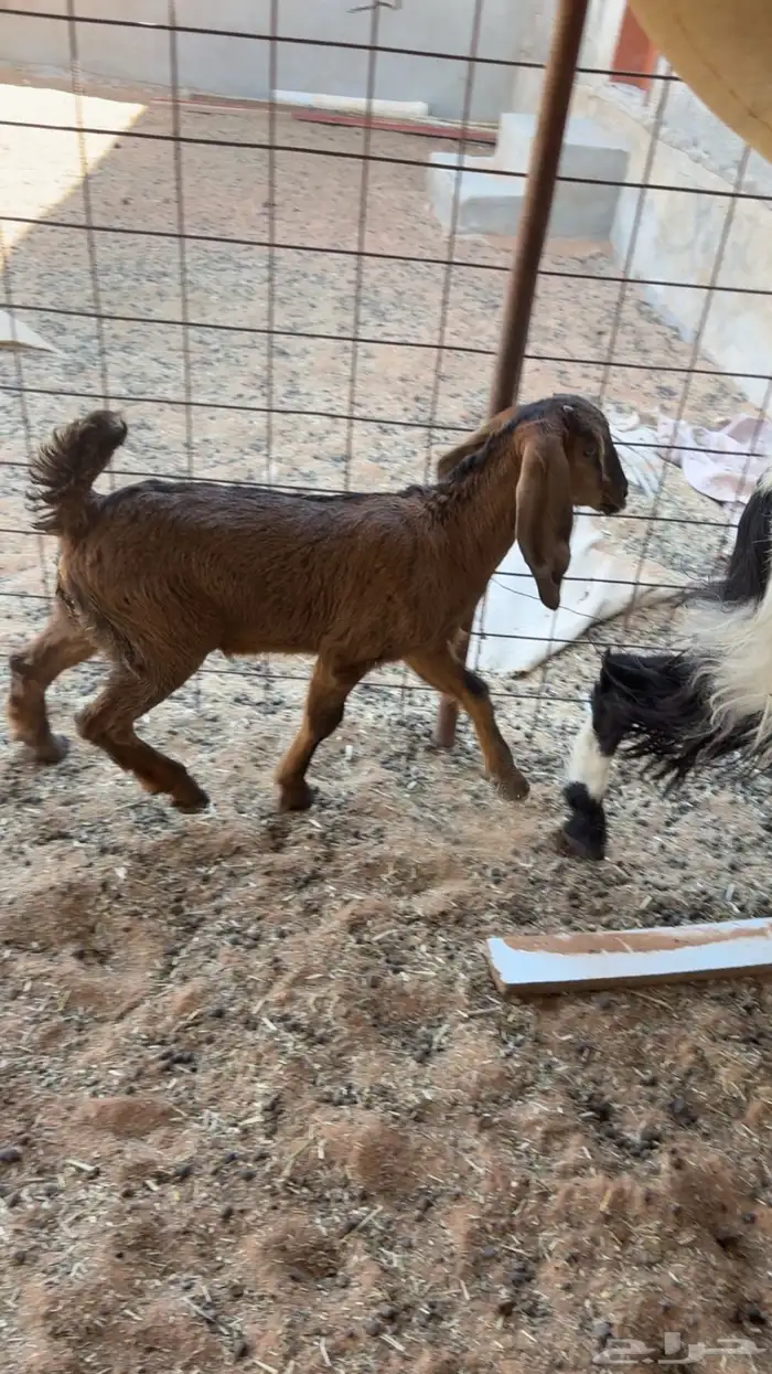 عنز تحته عناق 0