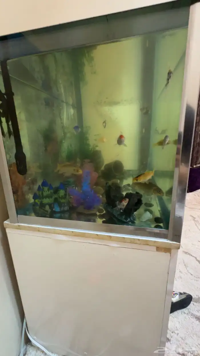 حوض سمك مع 17سمكه للبيع 0