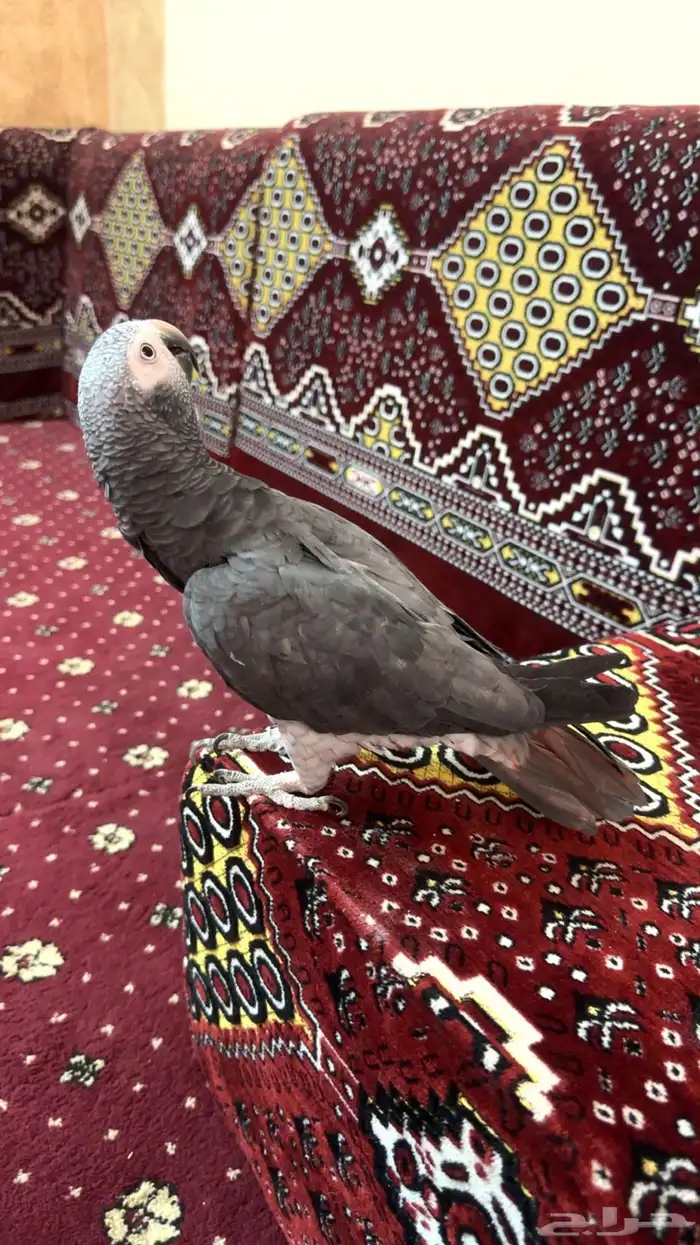 ببغاء كاسكو 1