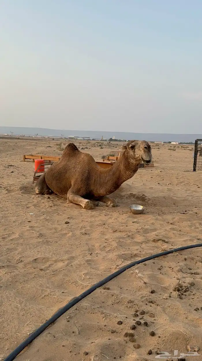 عرض نادر وفاخر للبيع بعير باتلي رباع ابوة الحاكم مشروط 9