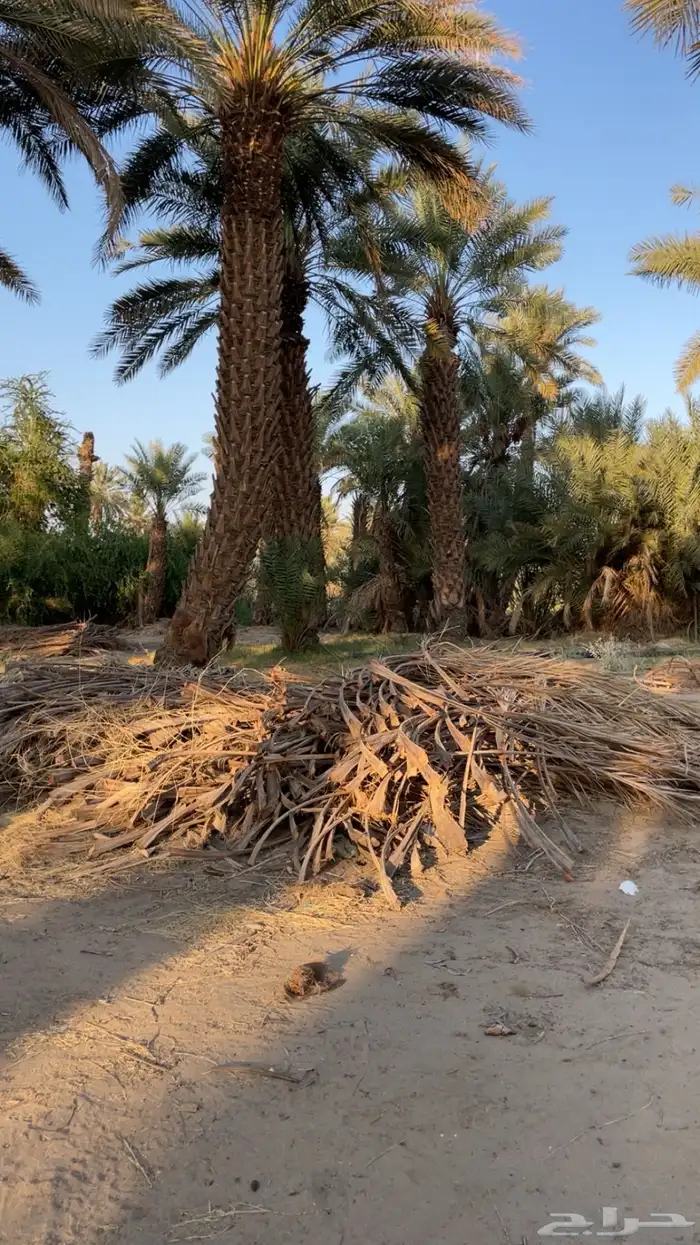 جريد نخل 2